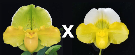 Paphiopedilum Metolius River 'Rising Sun' x (Pacific Shamrock x Titan's Gold) 'Golden Globe'