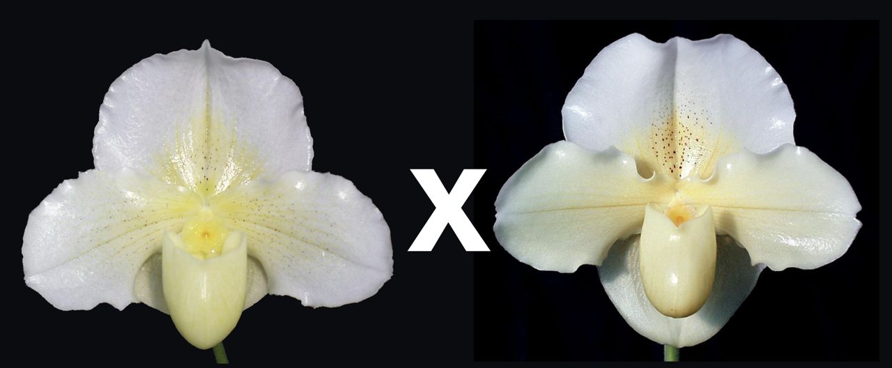 Paphiopedilum Luminance 'New World' x Saint Ouens Bay 'Cerritos' AM/AOS