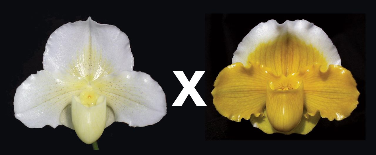 Paphiopedilum Luminance 'New World' x Gege Hughes 'Harvest Moon' AM/AOS