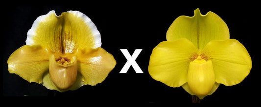 Paphiopedilum Donna Hanes 'Papa Aroha' x Hot Stuff 'Golden Angel' AM