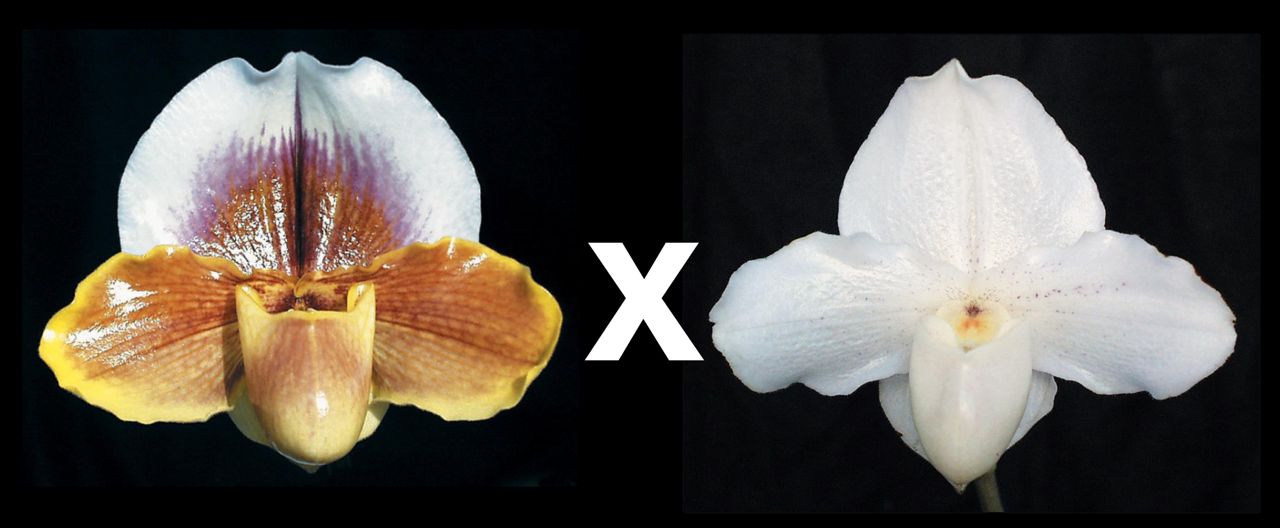 Paphiopedilum Death Valley 'Sanstone' HCC/AOS x Cinerella 'Satin Slipper' AM/AOS