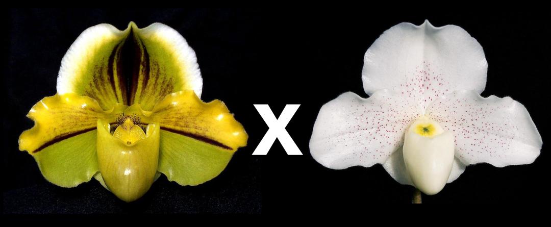 Paphiopedilum Cream Sorbet