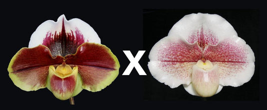 Paphiopedilum (Amandahill x Calif. Girl) 'Red Moon Rising' x Winter Star 'Perfection" AM/AOS