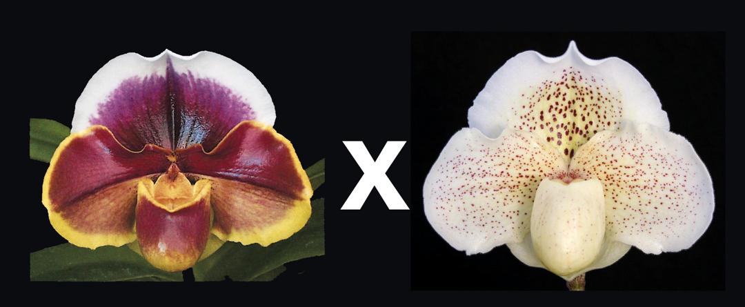 Paphiopedilum Amanda 'Joyance' Am/RHS x Pink Mist 'Moondust'