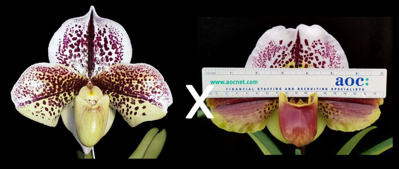 Paphiopedilum Demura 'Plover' x Next Generation 'Amazon King'