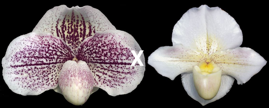 Paphiopedilum White Legacy ‘December Bride’ x Via Oja ‘Jim’s Delight’ HCC/AOS
