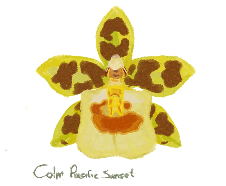 Colmanara Pacific Sunset