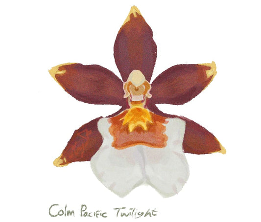 Oncidium Colm. Pacific Twilight