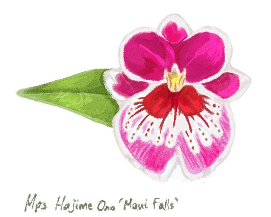 Miltoniopsis Hajime Ono ‘Maui Falls’