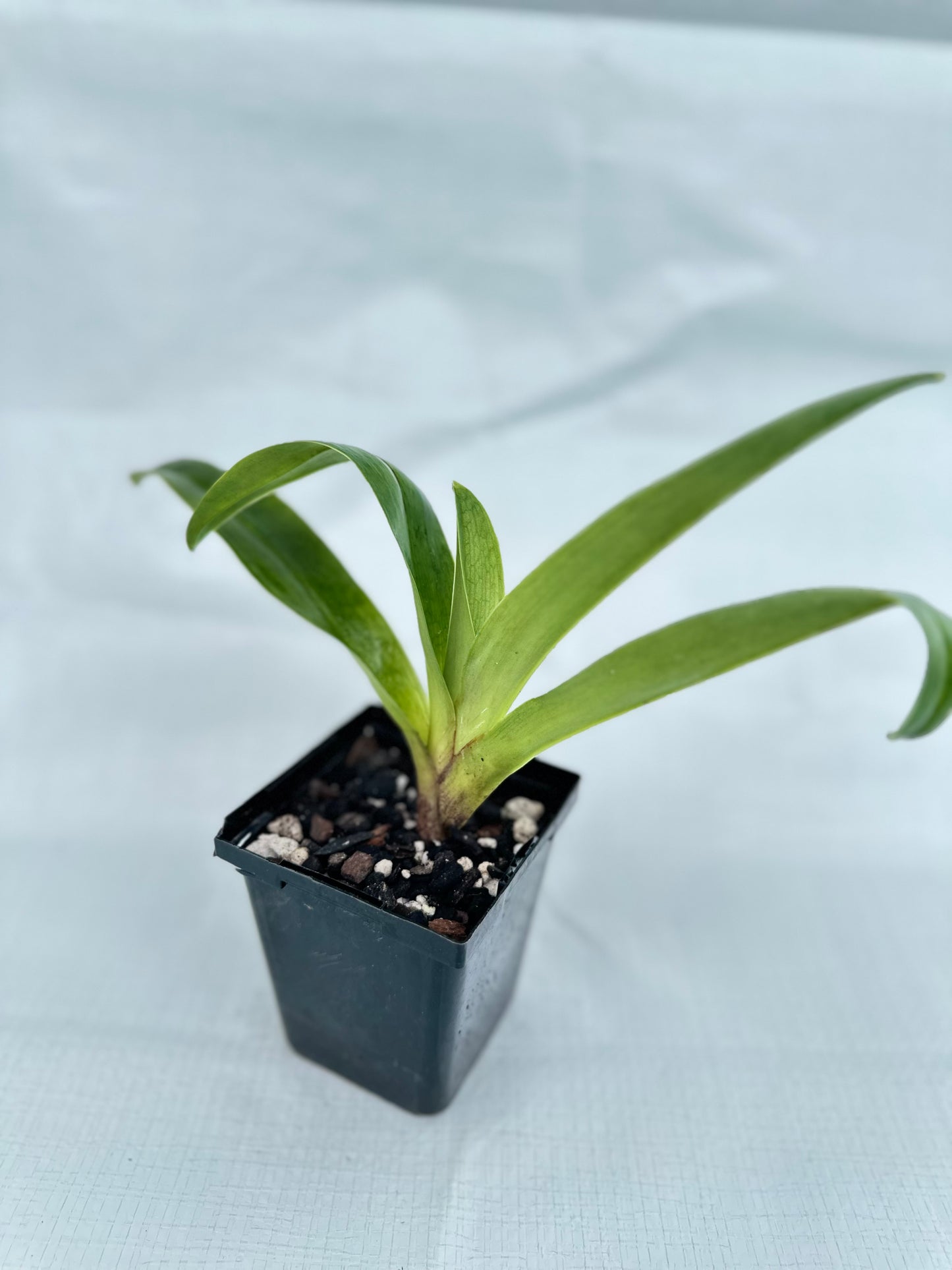 Paphiopedilum Wend Valley 'Valentine' x Tiger Hill 'Jungle Fever' HCC/AOS