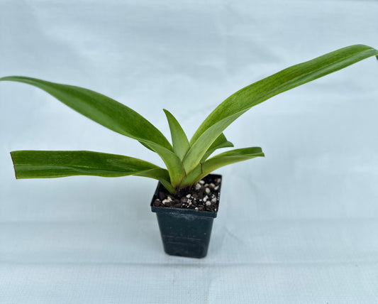 Paphiopedilum Amazon Warrior