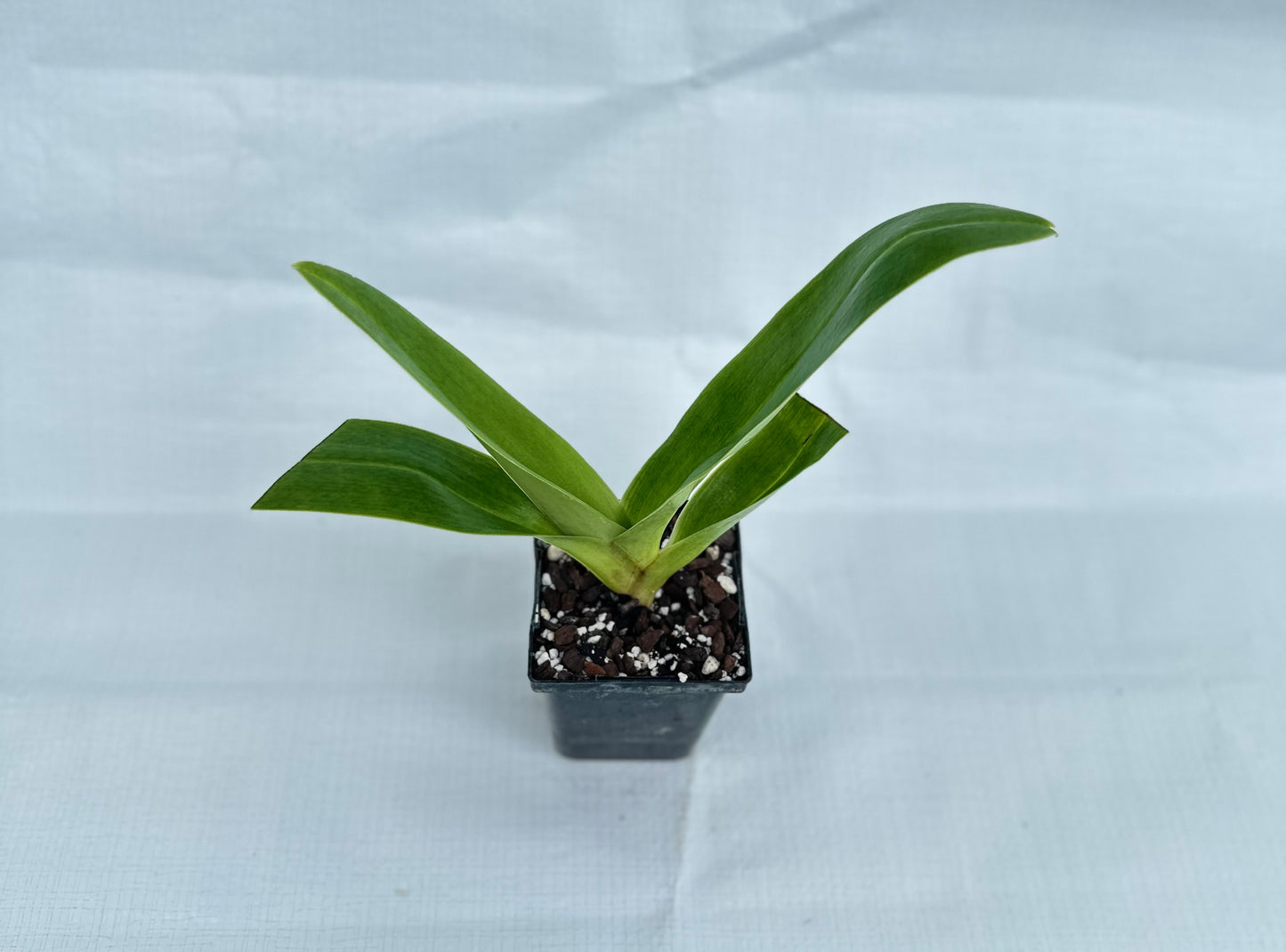 Paphiopedilum (Gold Creek x Honda Gold) '295' x Donna Hanes '797'