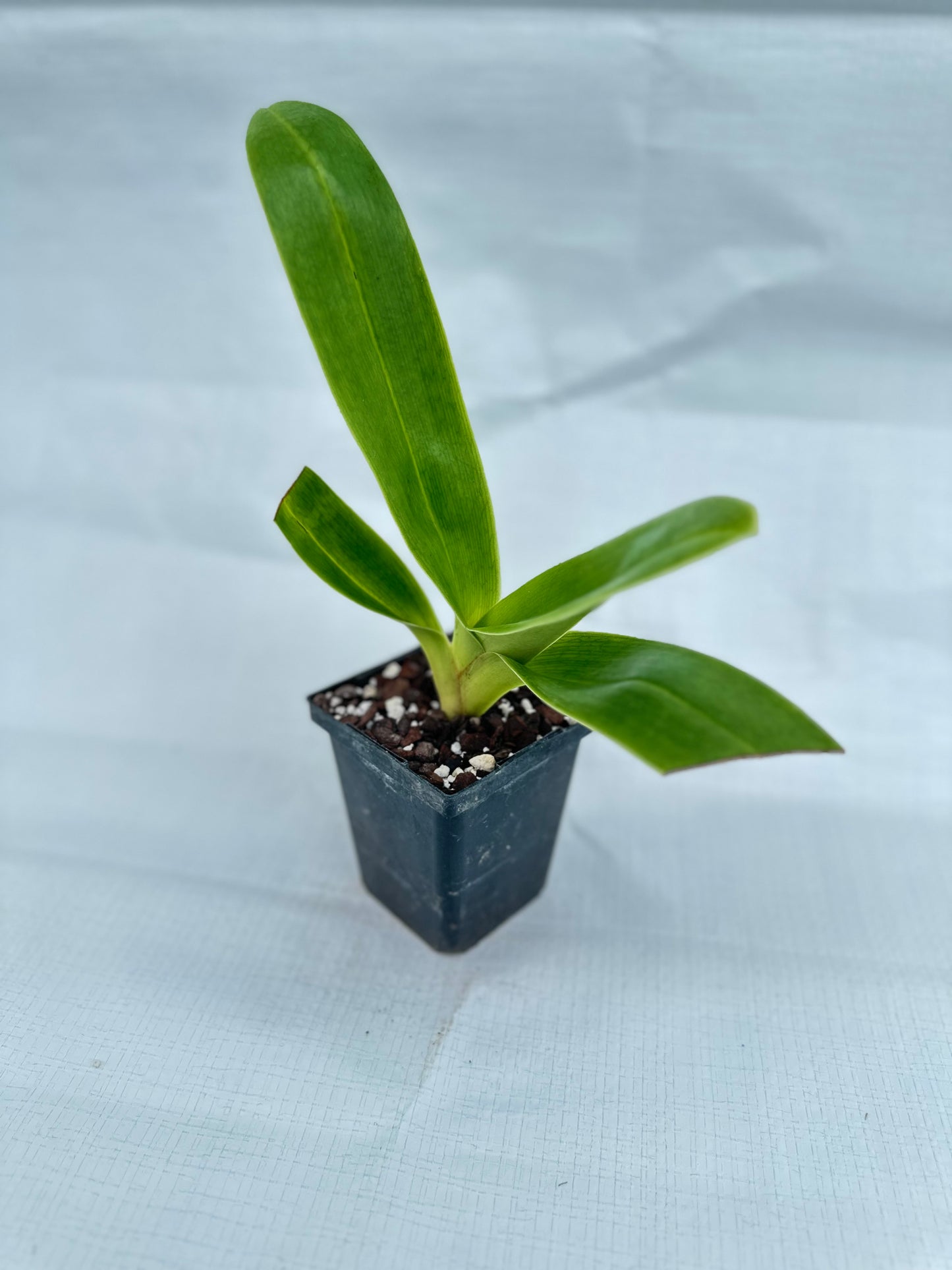 Paphiopedilum (Gold Creek x Honda Gold) '295' x Donna Hanes '797'