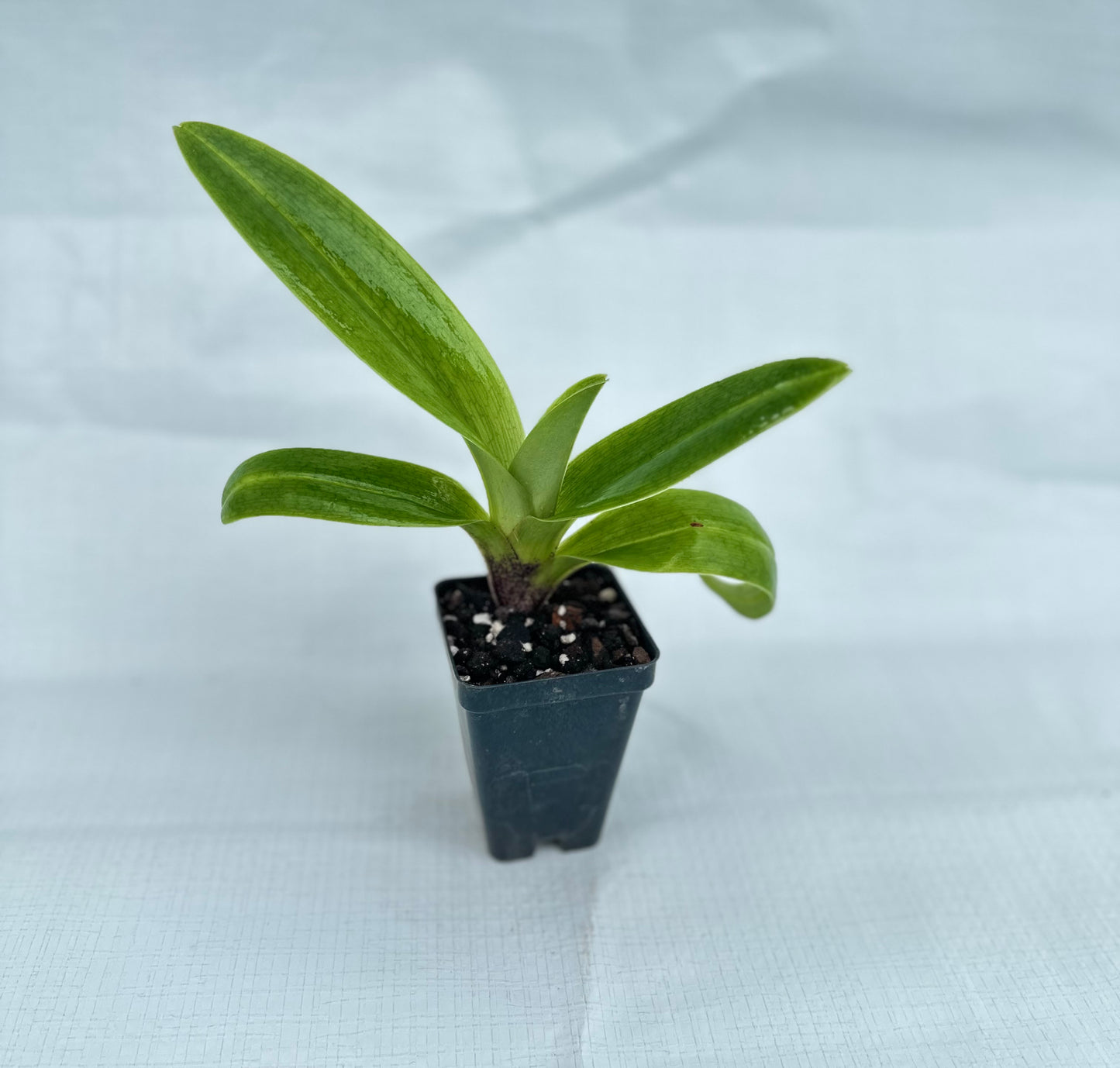 Paphiopedilum Sunlight Serenade