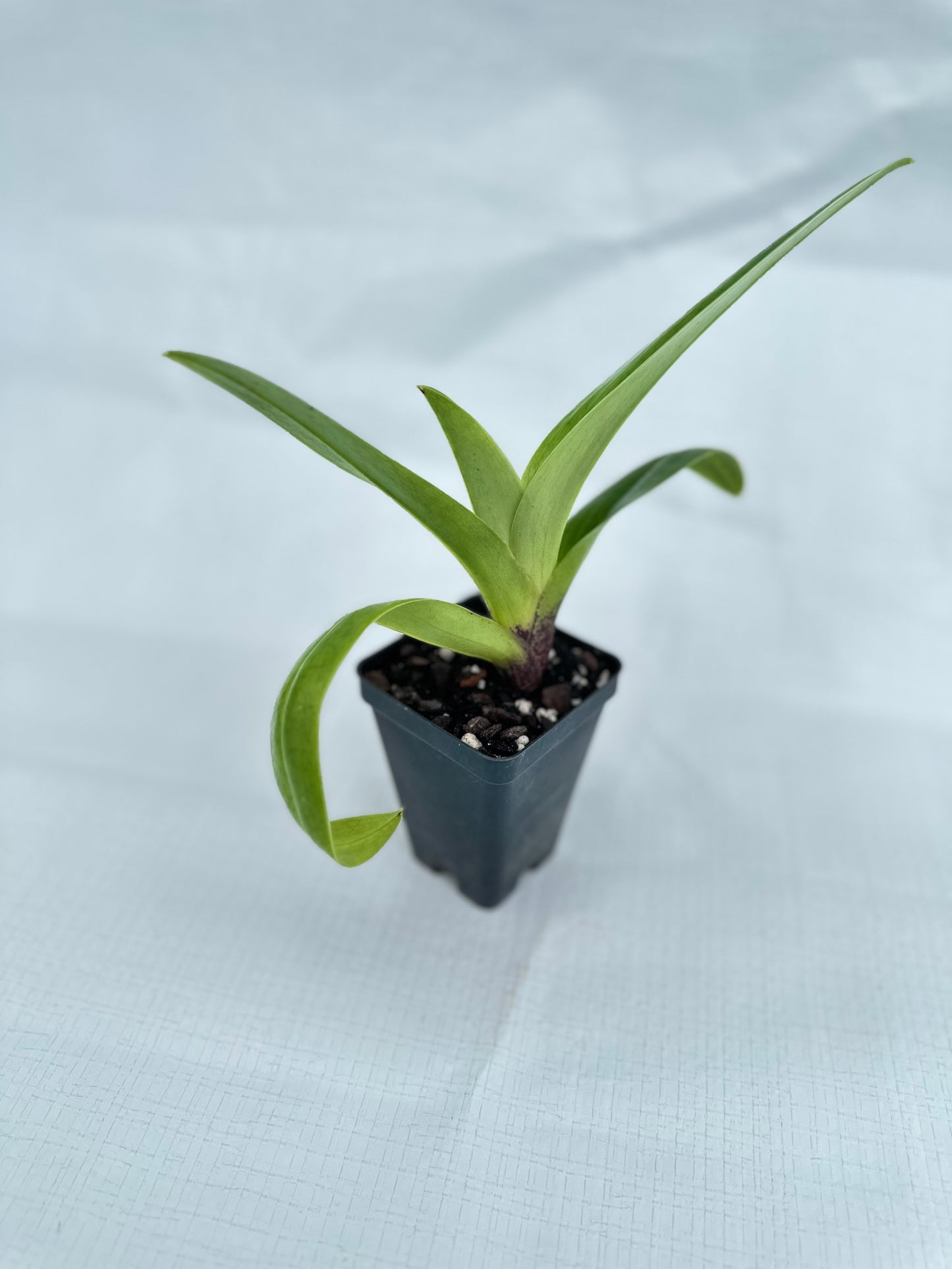 Paphiopedilum Sunlight Serenade