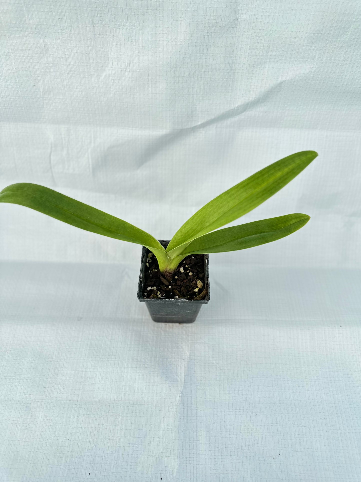 Paphiopedilum Cupid's Arrow 'My Valentine' x King Frank 'Papa Aroha'