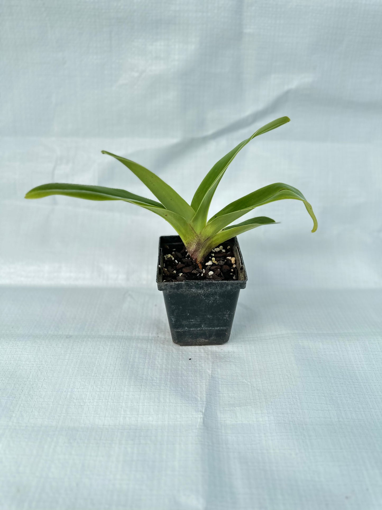 Paphiopedilum Elfin Moon