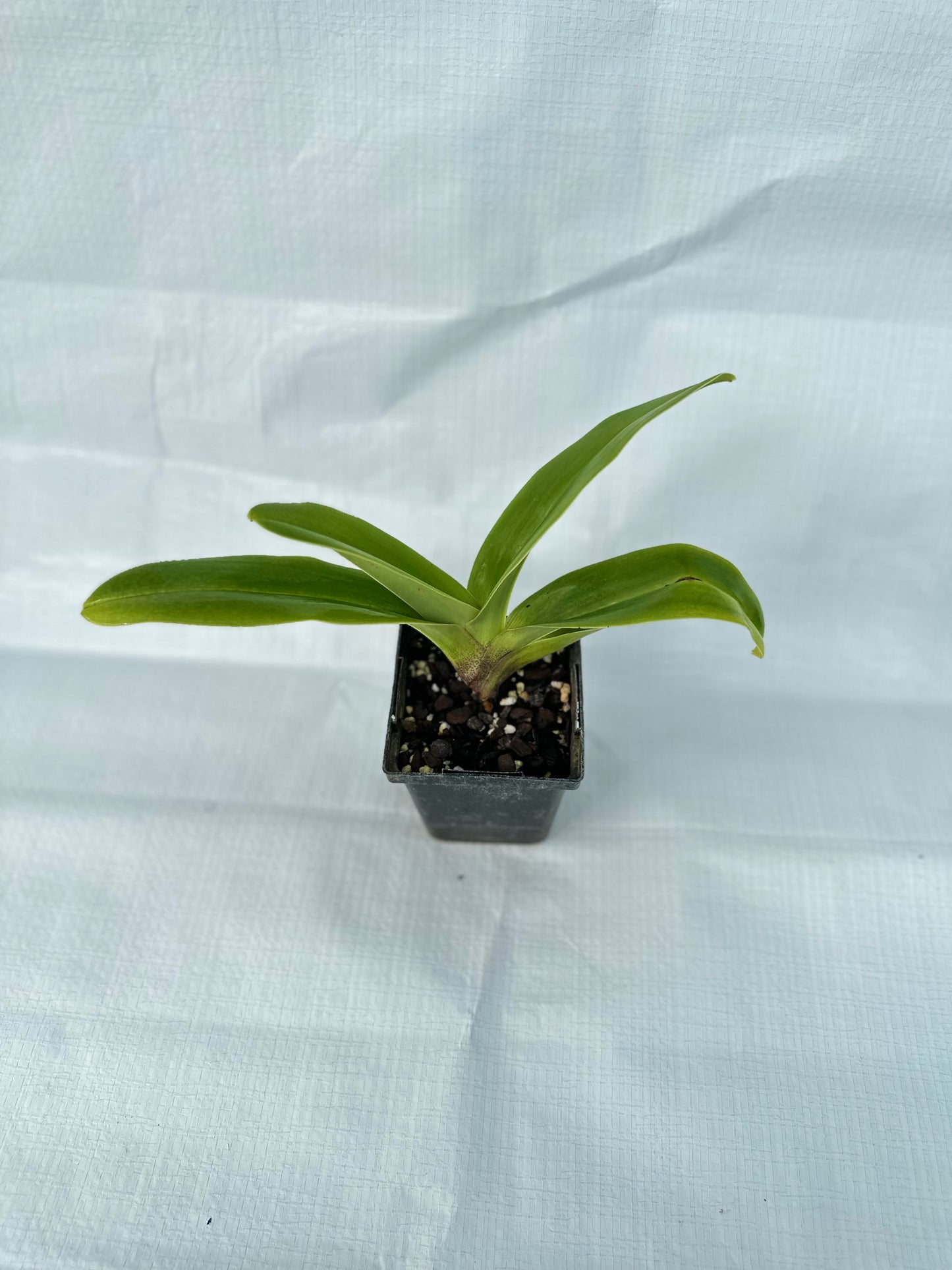 Paphiopedilum Elfin Moon