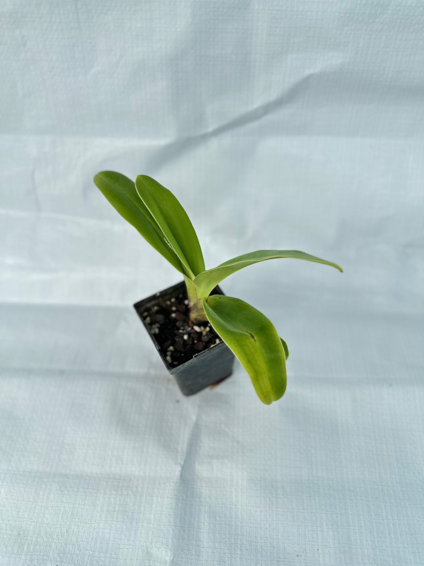 Paphiopedilum Elfin Moon