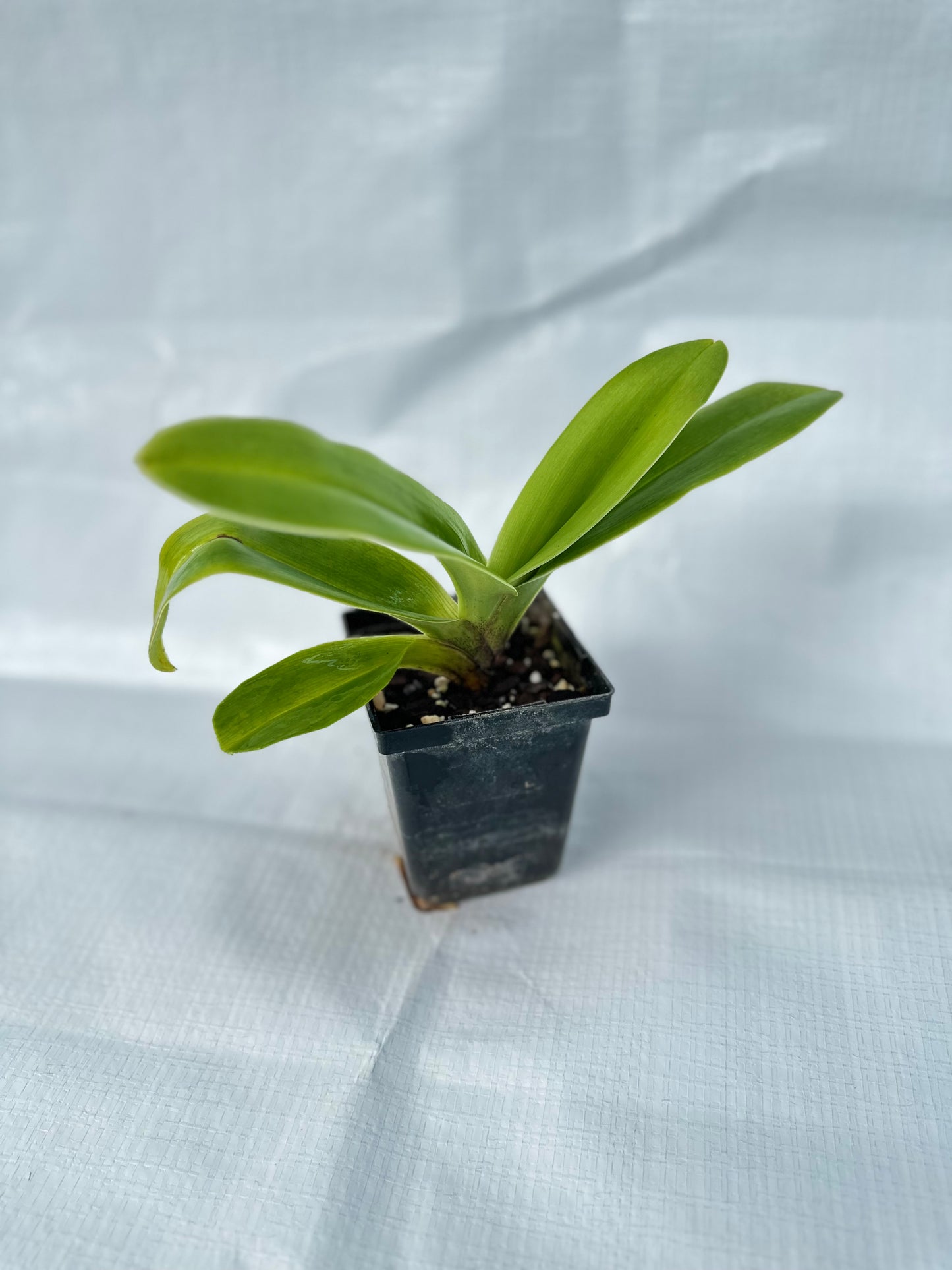 Paphiopedilum Elfin Moon