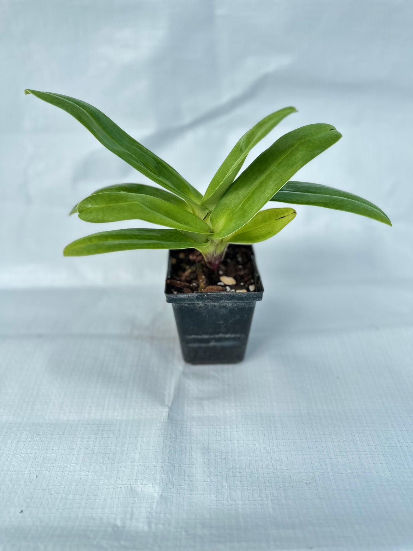 Paphiopedilum Emerald Light