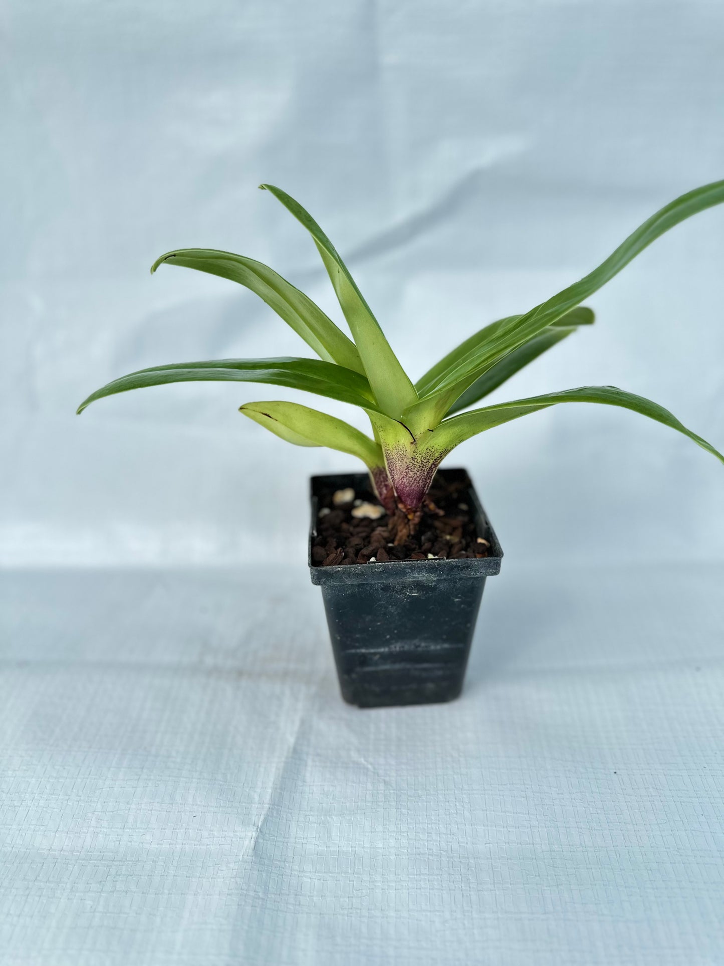 Paphiopedilum Emerald Light