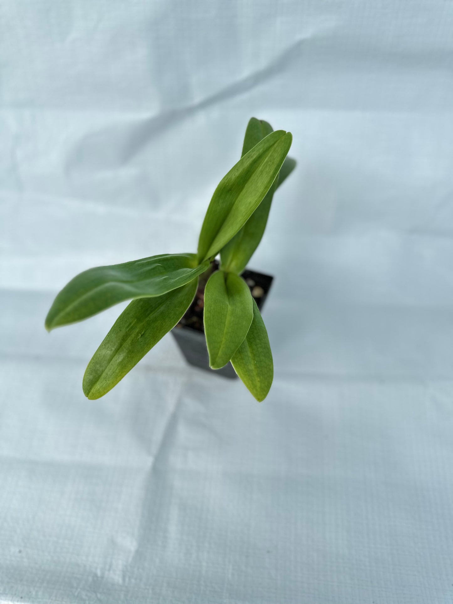 Paphiopedilum Emerald Light
