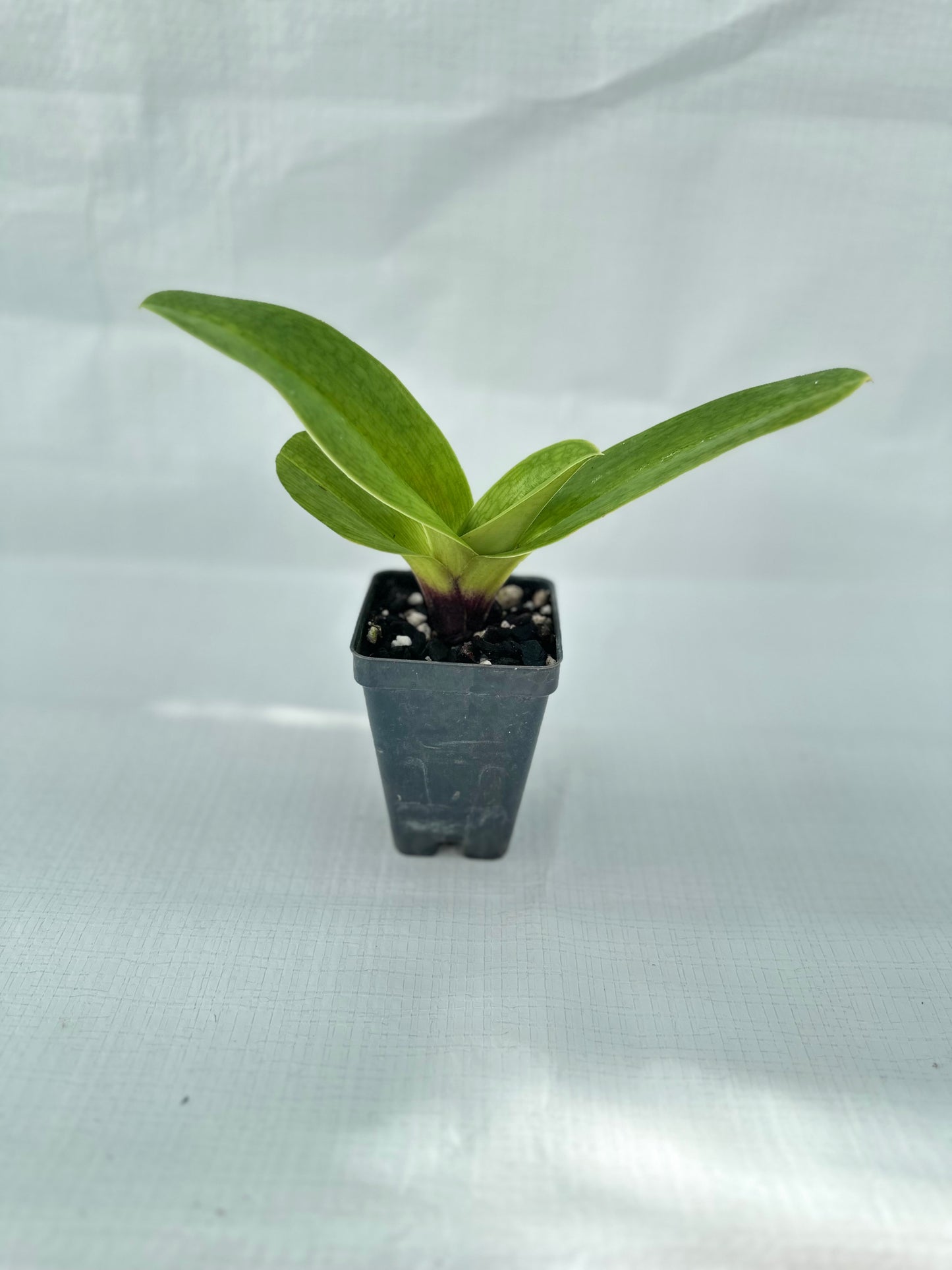 Paphiopedilum Flash Point 'Rotunda' x Cupid's Arrow 'Braveheart'