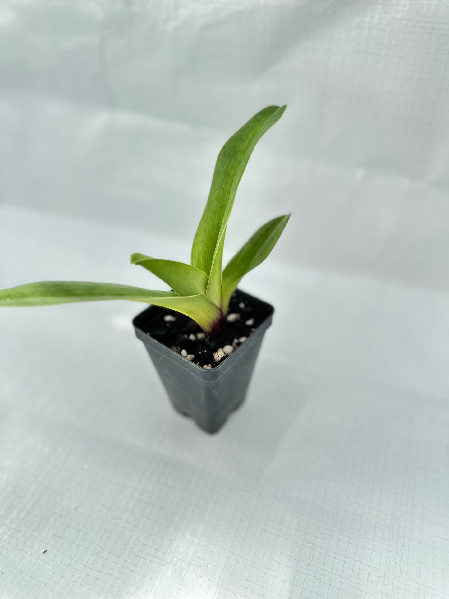 Paphiopedilum Flash Point 'Rotunda' x Cupid's Arrow 'Braveheart'