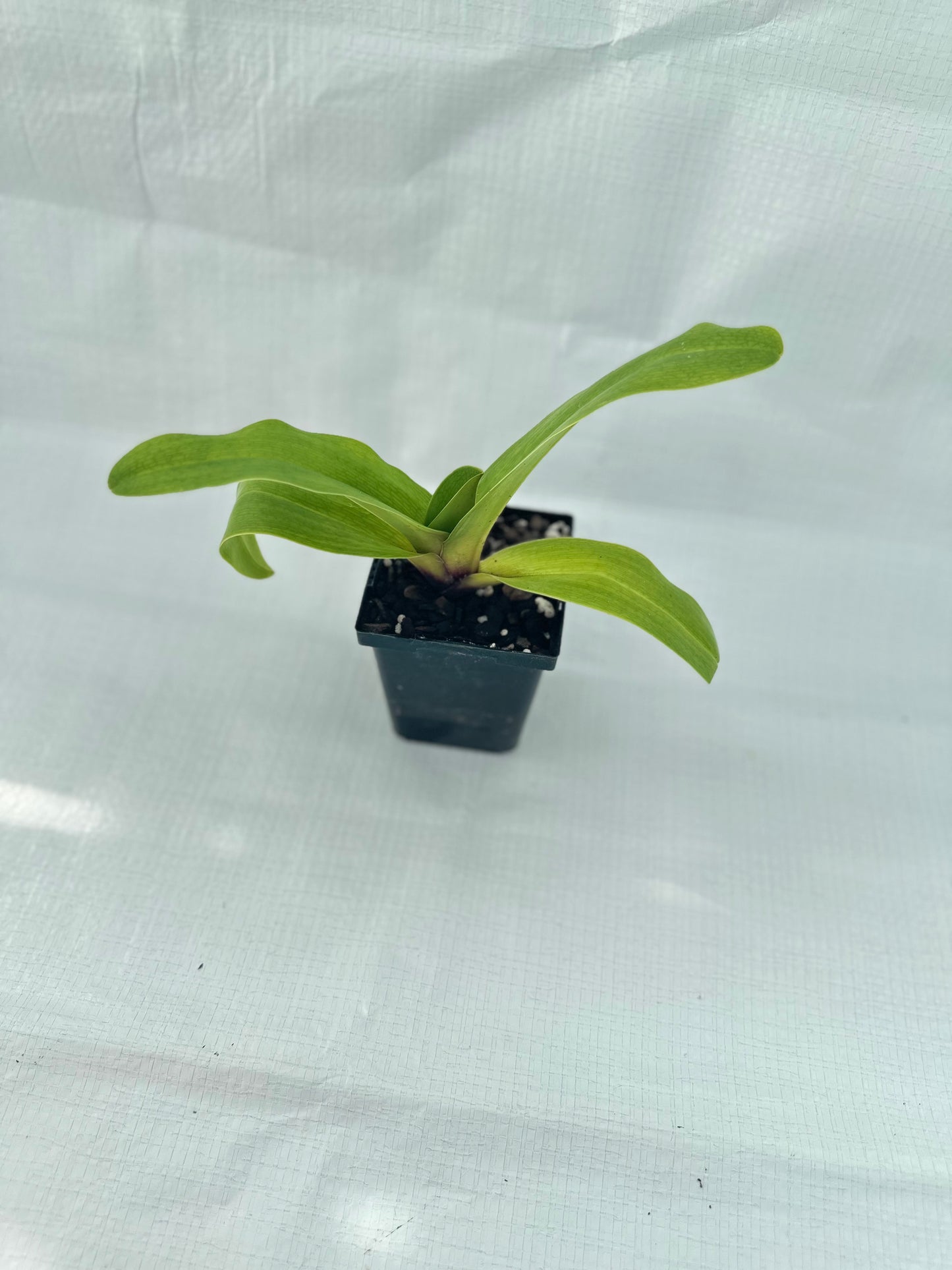 Paphiopedilum Tiger Hill 'Jungle Fever' HCC/AOS x (New Direction x Amanda) 'Black Ice'