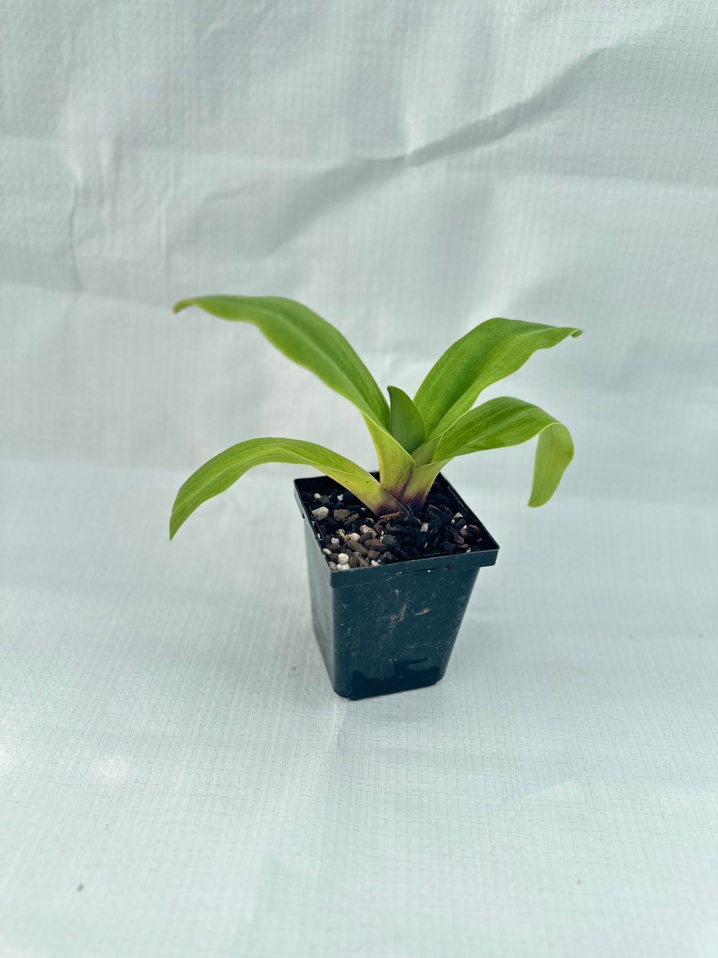 Paphiopedilum Tiger Hill 'Jungle Fever' HCC/AOS x (New Direction x Amanda) 'Black Ice'