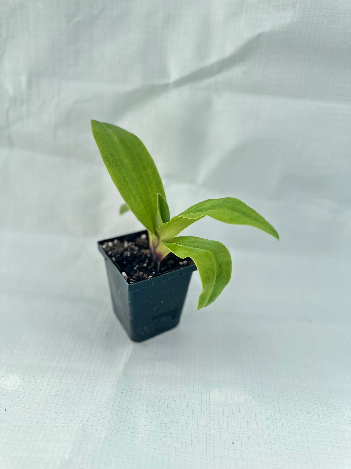 Paphiopedilum Tiger Hill 'Jungle Fever' HCC/AOS x (New Direction x Amanda) 'Black Ice'