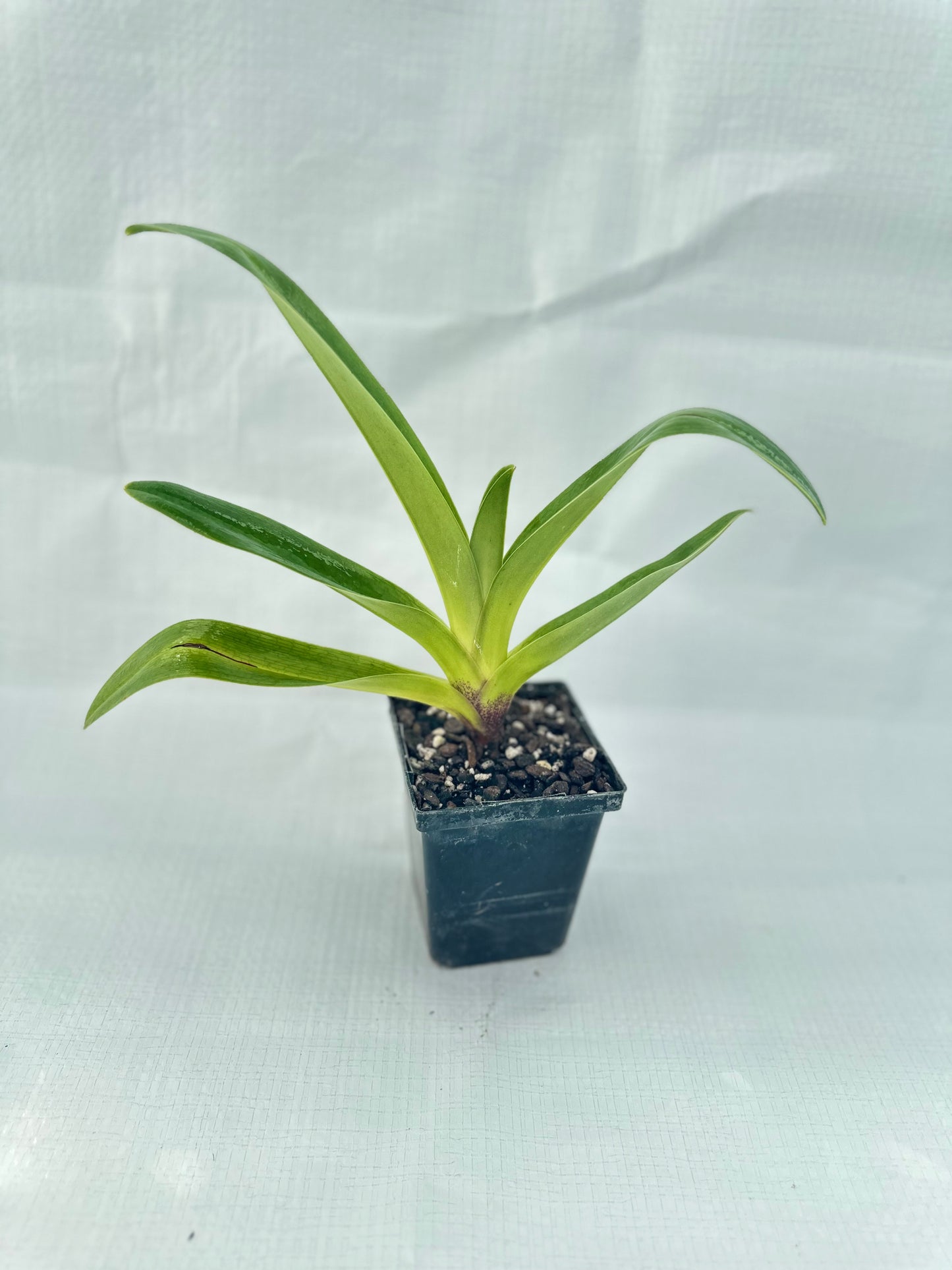 Paphiopedilum Sonia Pernar #3 B/OSA x (Langley Pride x Grand Canyon) 'PA'
