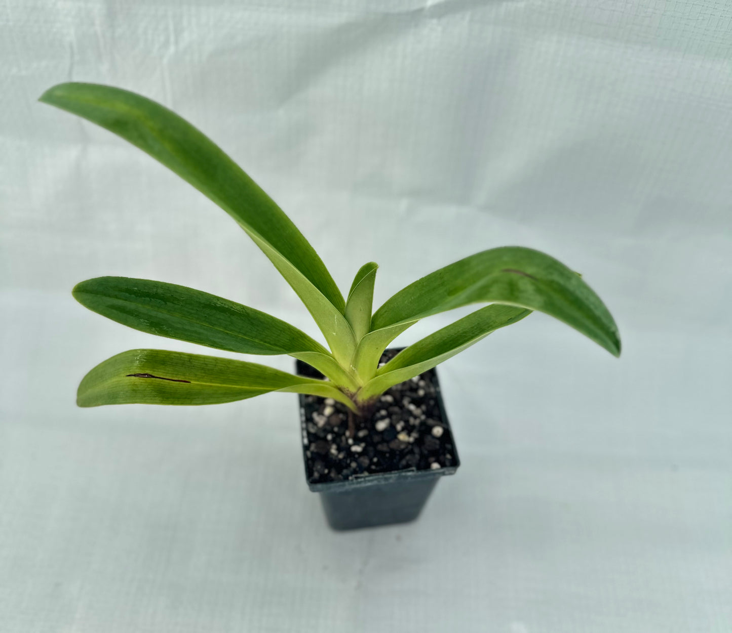 Paphiopedilum Sonia Pernar #3 B/OSA x (Langley Pride x Grand Canyon) 'PA'