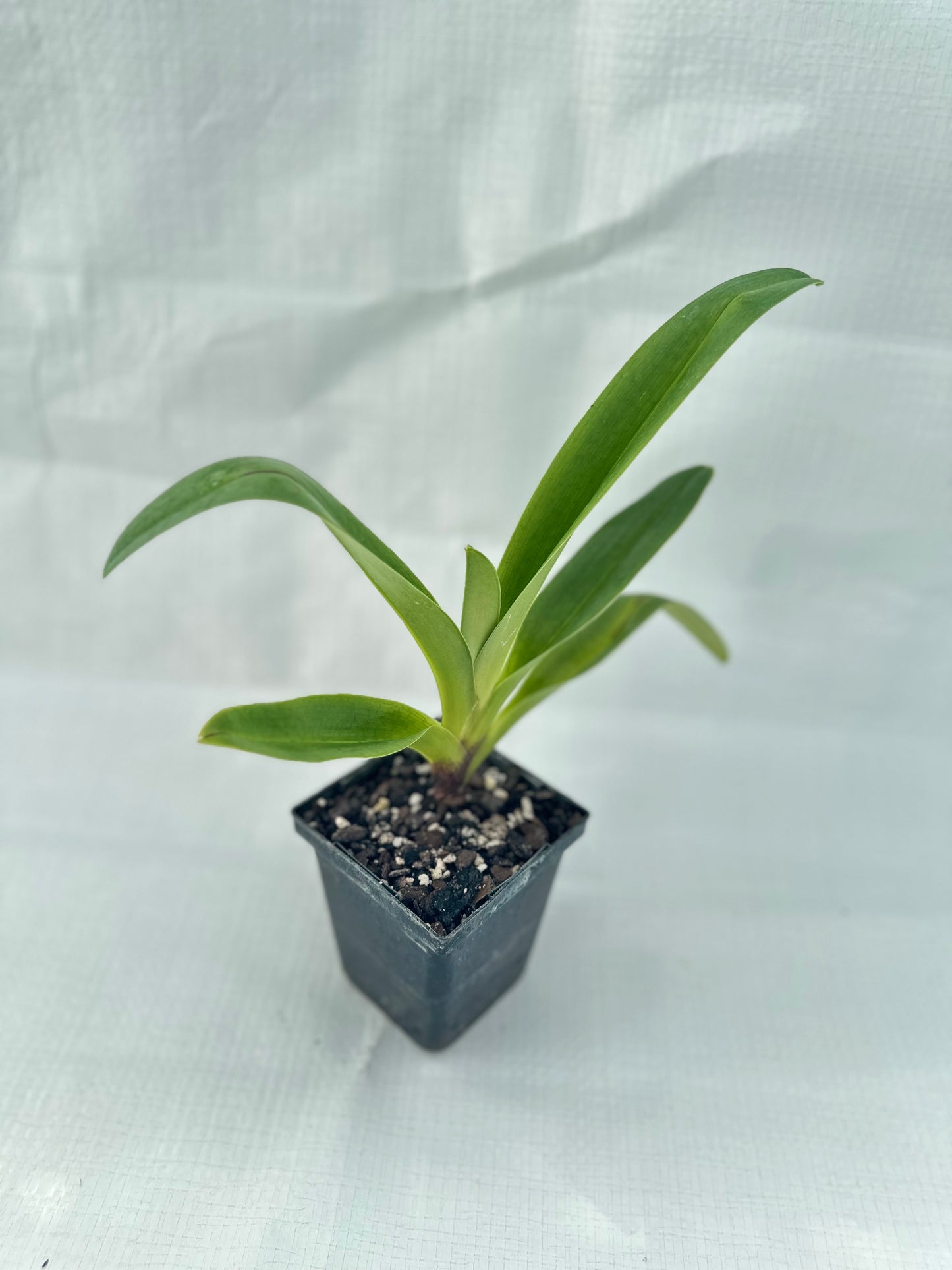 Paphiopedilum Sonia Pernar #3 B/OSA x (Langley Pride x Grand Canyon) 'PA'