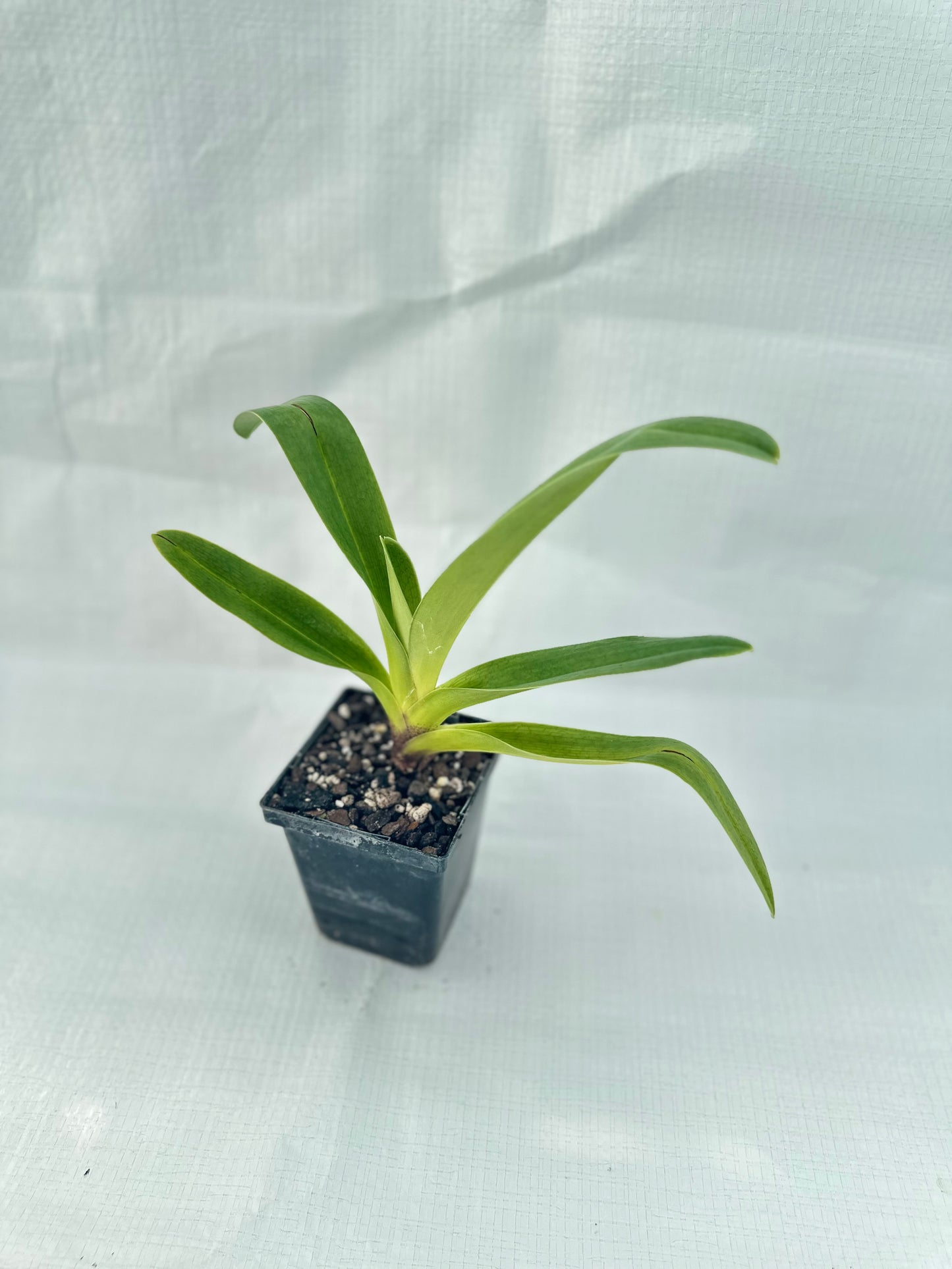 Paphiopedilum Sonia Pernar #3 B/OSA x (Langley Pride x Grand Canyon) 'PA'