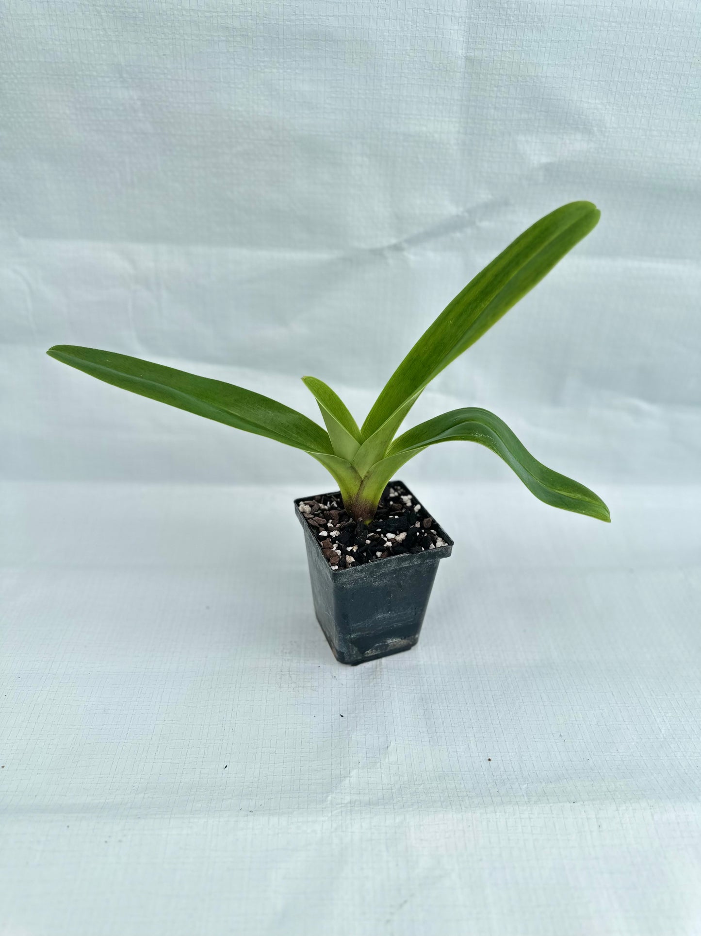 Paphiopedilum Copper Eagle 'Amber Sun'