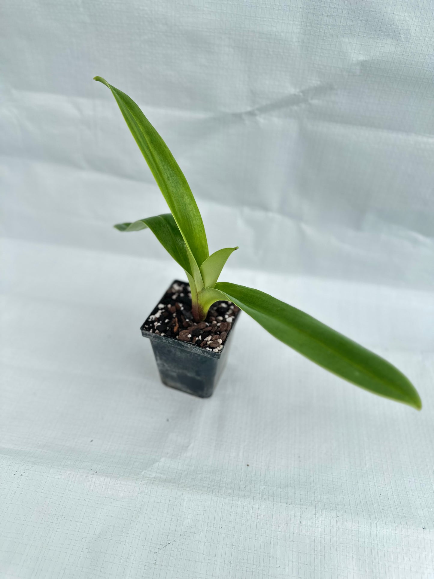 Paphiopedilum Copper Eagle 'Amber Sun'