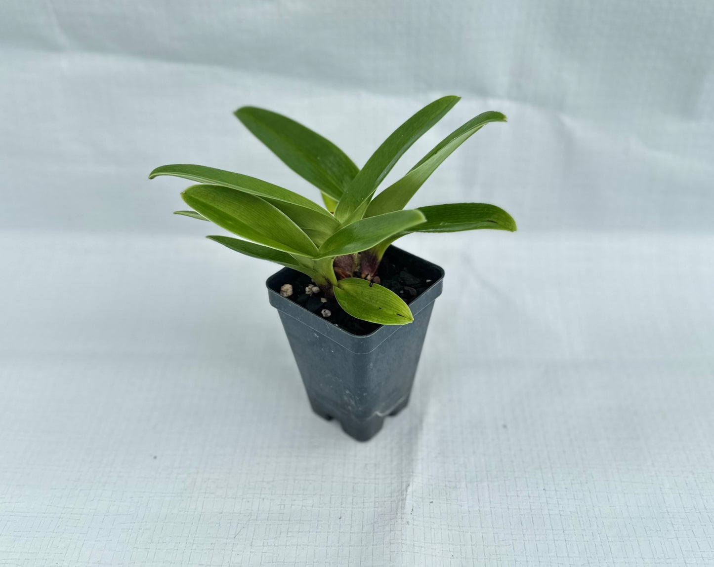 Paphiopedilum Copper Eagle 'Amber Sun'
