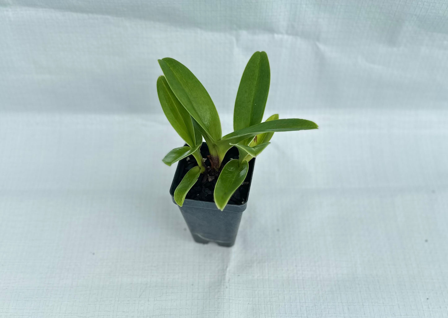 Paphiopedilum Copper Eagle 'Amber Sun'