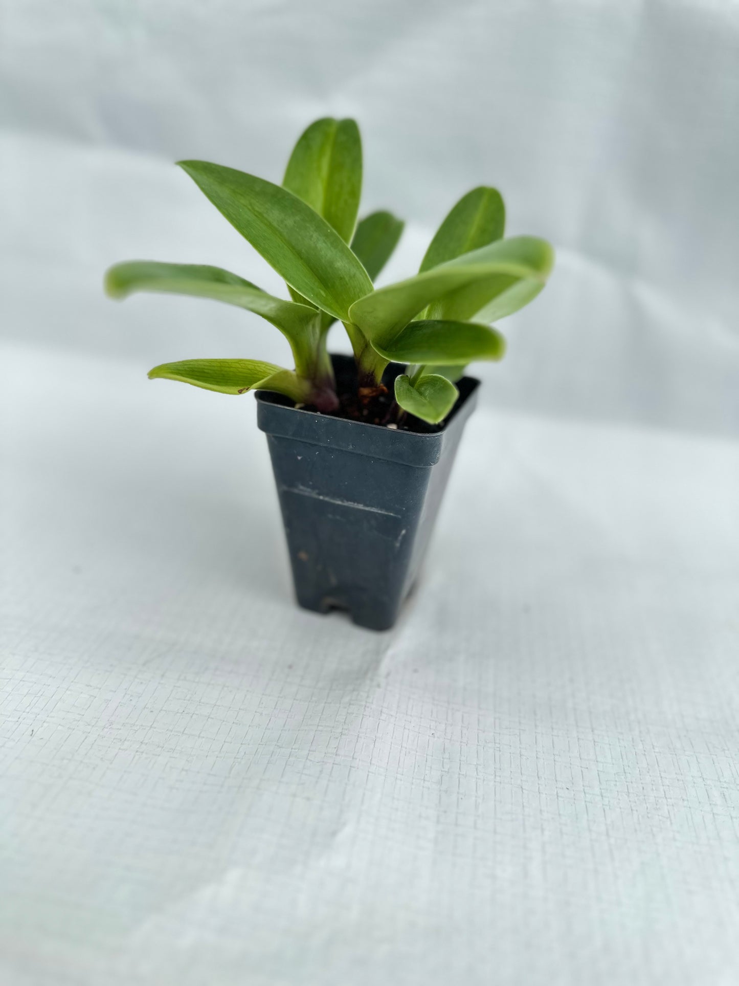 Paphiopedilum Copper Eagle 'Amber Sun'