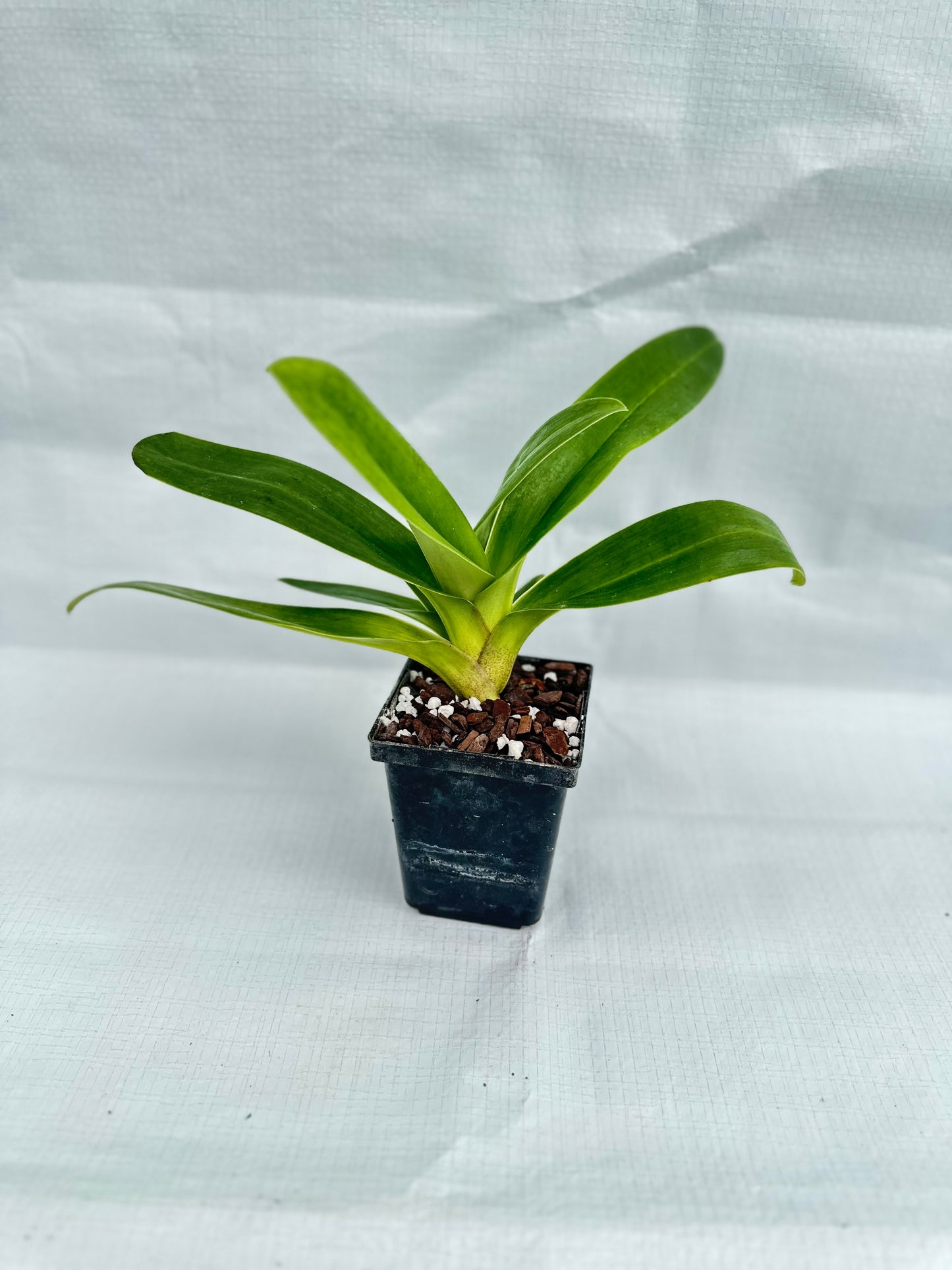 Paphiopedilum Donna Hanes 'Papa Aroha'