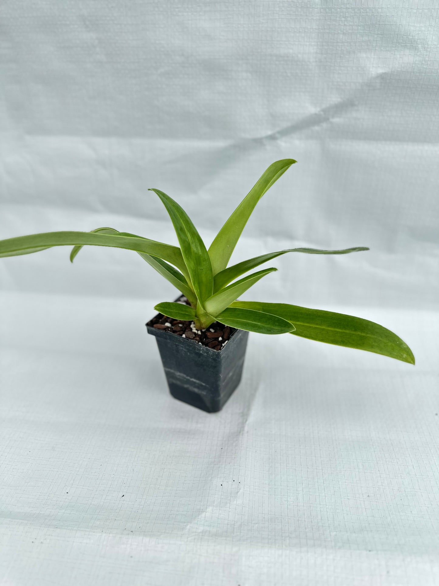 Paphiopedilum Donna Hanes 'Papa Aroha'