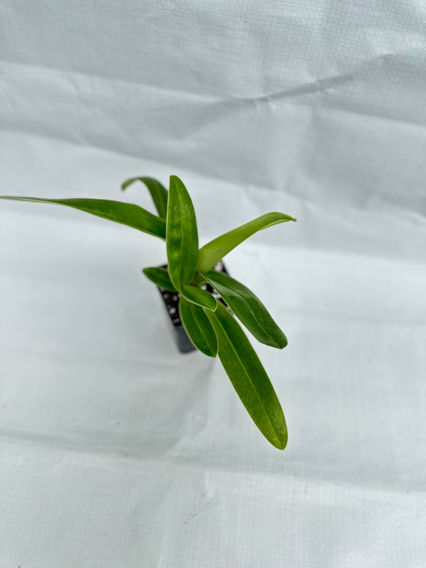 Paphiopedilum Donna Hanes 'Papa Aroha'