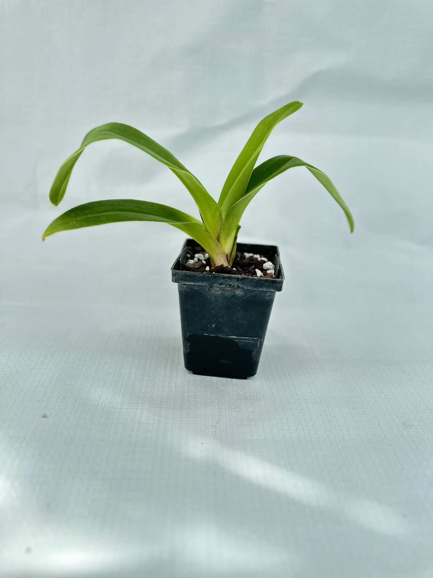 Paphiopedilum Gege Hughes 'Harvest Moon' AM/AOS, BM/CSA