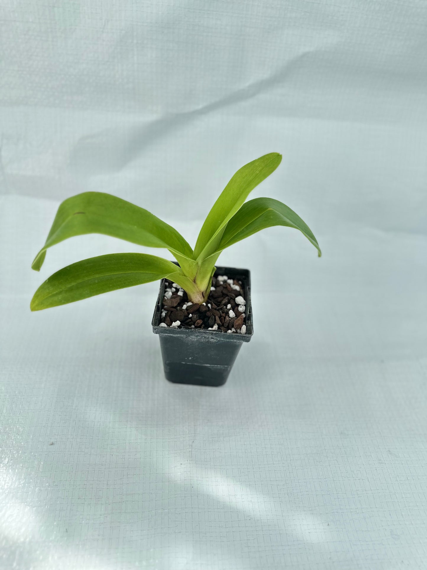 Paphiopedilum Gege Hughes 'Harvest Moon' AM/AOS, BM/CSA