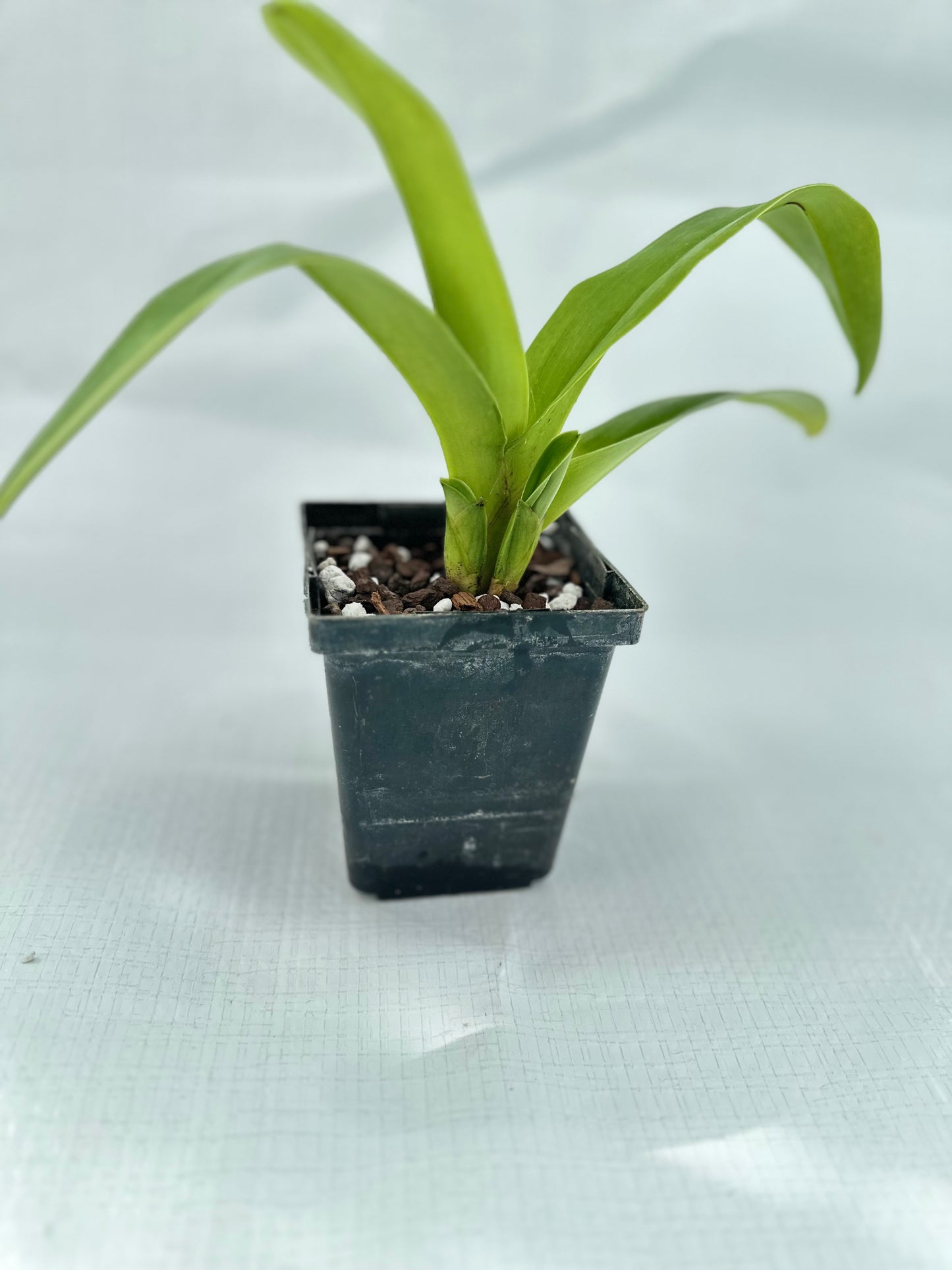 Paphiopedilum Gege Hughes 'Harvest Moon' AM/AOS, BM/CSA