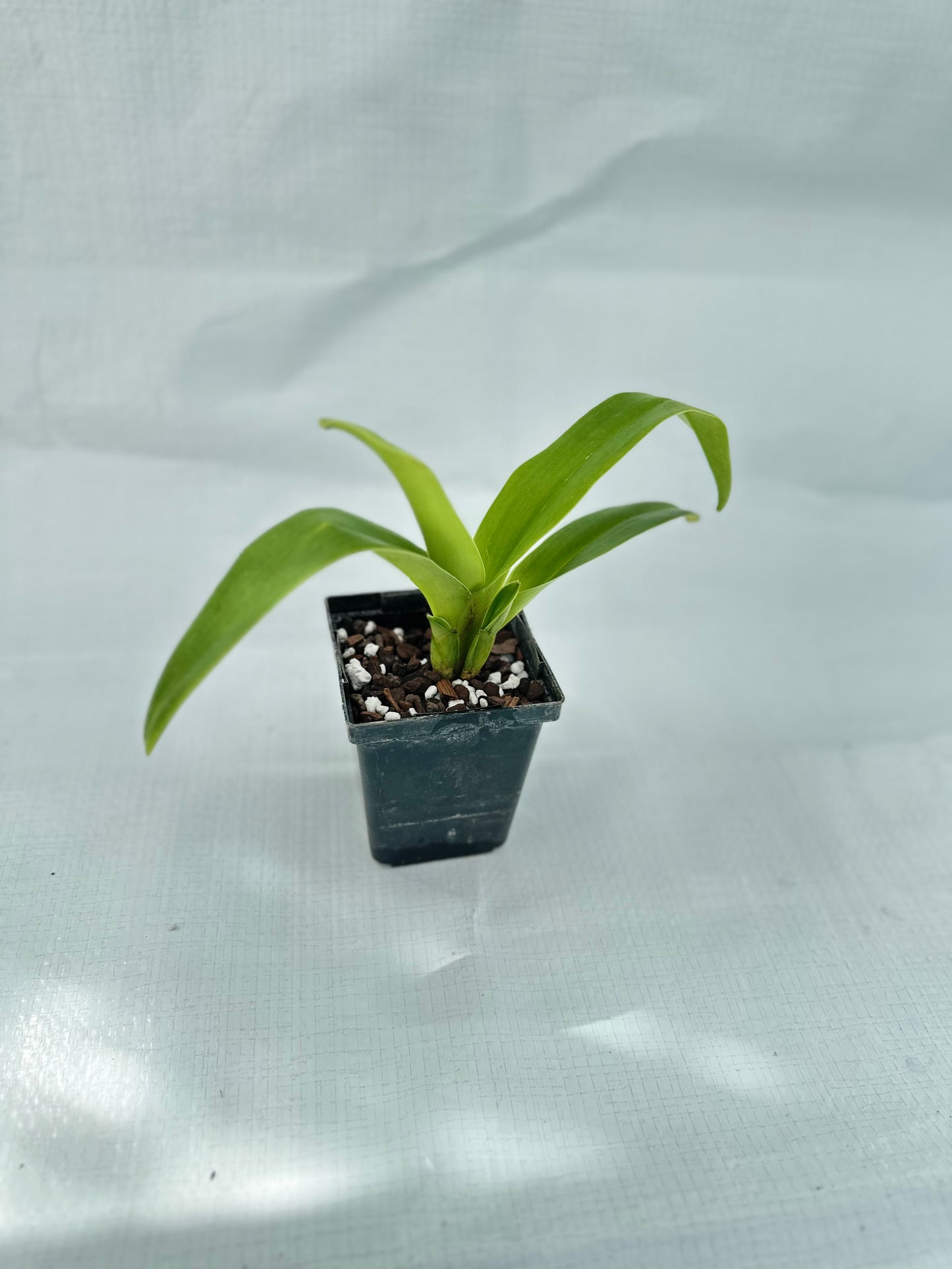 Paphiopedilum Gege Hughes 'Harvest Moon' AM/AOS, BM/CSA