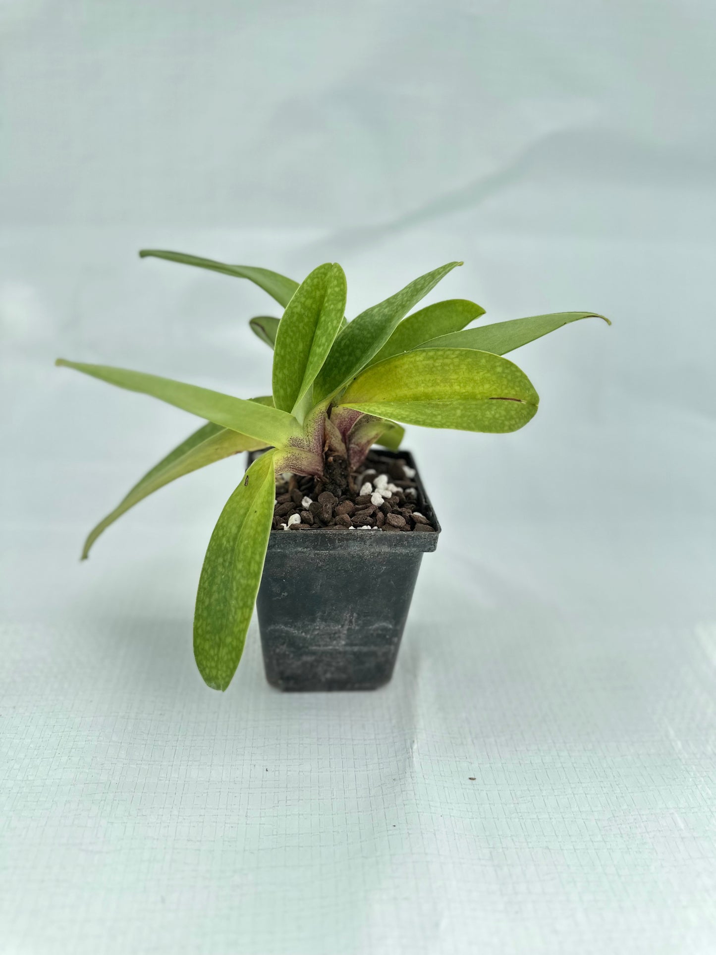 Paphiopedilum Great Expectations 'Promise' HCC/AOS