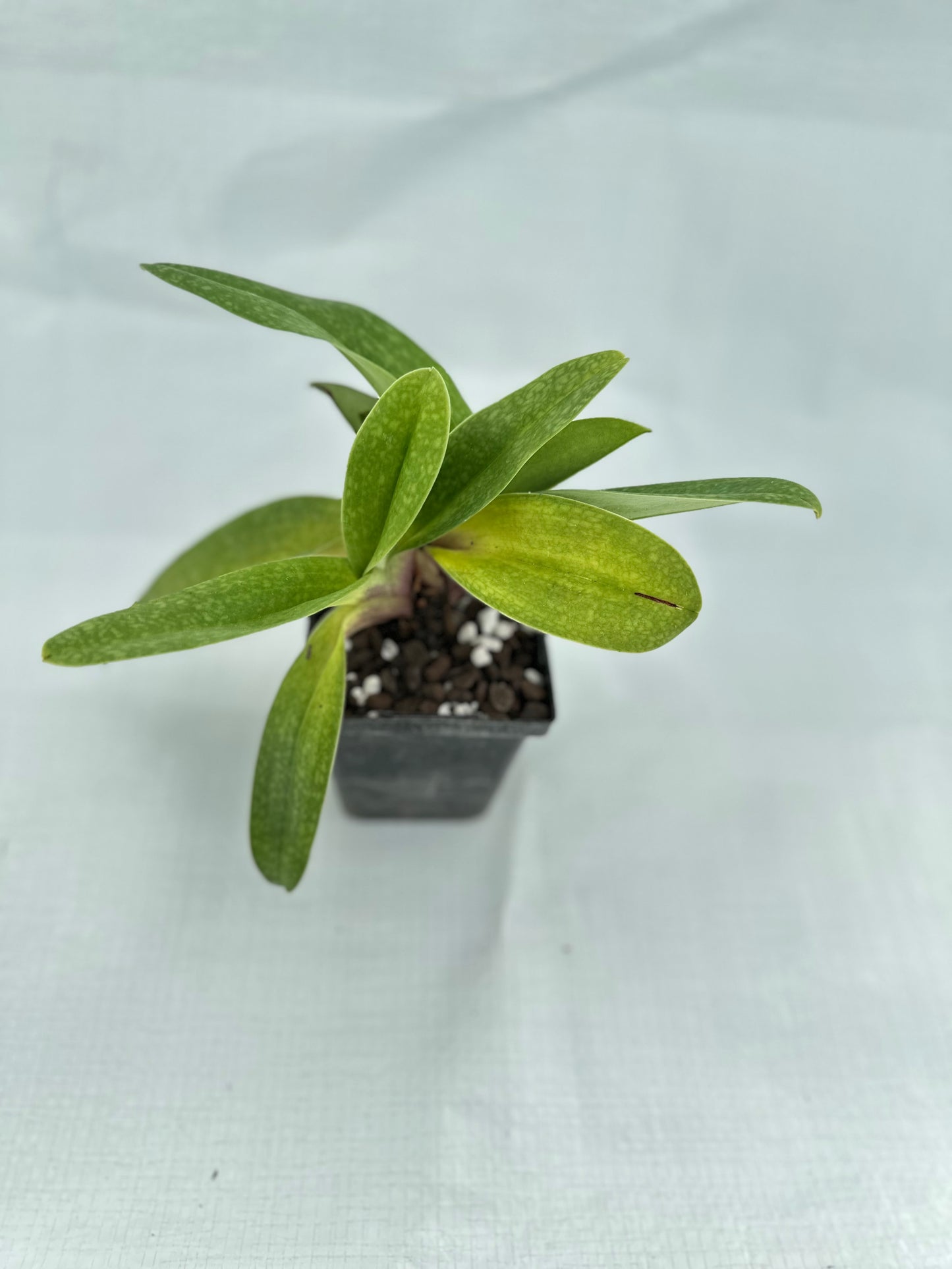 Paphiopedilum Great Expectations 'Promise' HCC/AOS